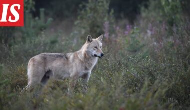 Susia karkotettiin uusilla keinoilla – näin kävi