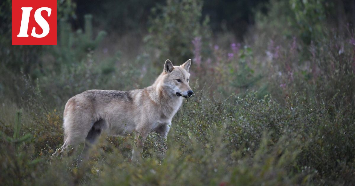 Susia karkotettiin uusilla keinoilla – näin kävi