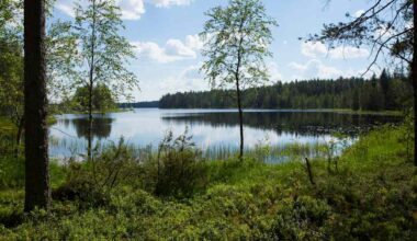 Liput nostetaan tänään salkoihin Suomen luonnon kunniaksi | Uutisia lyhyesti