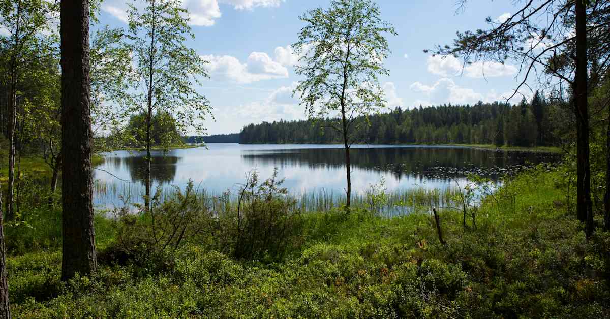 Liput nostetaan tänään salkoihin Suomen luonnon kunniaksi | Uutisia lyhyesti