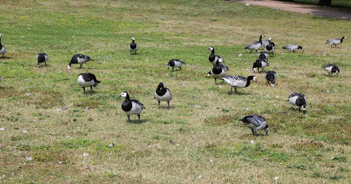 Valkoposkihanhien poikasten määrässä merkittävää kasvua pääkaupunkiseudulla | Uusimaa