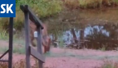 Katso video: Harvinainen vieras tepasteli mökin terassille – ”Katsoin, että mikä susi siinä nyt vilahti”