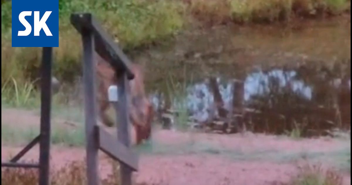 Katso video: Harvinainen vieras tepasteli mökin terassille – ”Katsoin, että mikä susi siinä nyt vilahti”