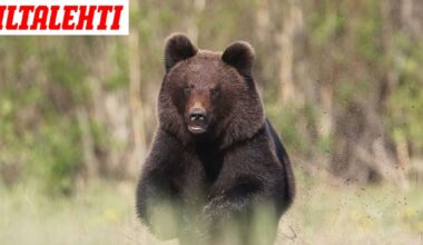 Ihmiset kohtaavat karhuja entistä enemmän – Yksi yhdistys on saanut metsästyksen jäihin: ”Emme todellakaan ole vastuussa”