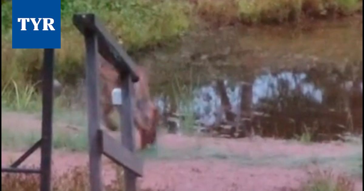 Ilves tepasteli mökin terassille Sastamalan Myllymaassa
