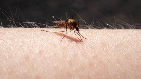 Pogostantauti on hyttysten levittämän Sindbis-viruksen aiheuttama infektio.