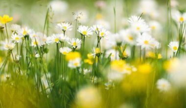 Luonto toi iloa ja kokemuksia – nuori kesätyöntekijä IkiOma Ikä ry:llä