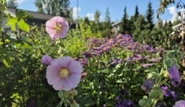 Luontoa pihoille! -opas neuvoo miten tamperelaiset voivat tukea luonnon monimuotoisuutta [Tampereen kaupunki