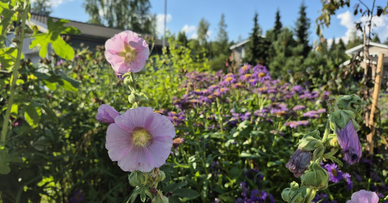Luontoa pihoille! -opas neuvoo miten tamperelaiset voivat tukea luonnon monimuotoisuutta [Tampereen kaupunki