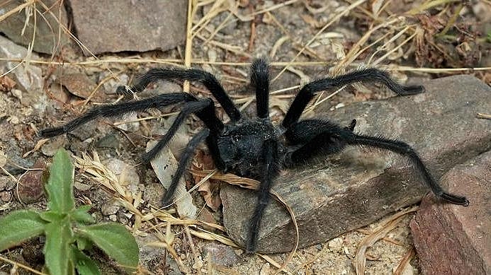 Tutkijat löysivät uusia tarantulalajeja - uroksilla poikkeuksellisen suuret paritteluelimet - Ilmiöt