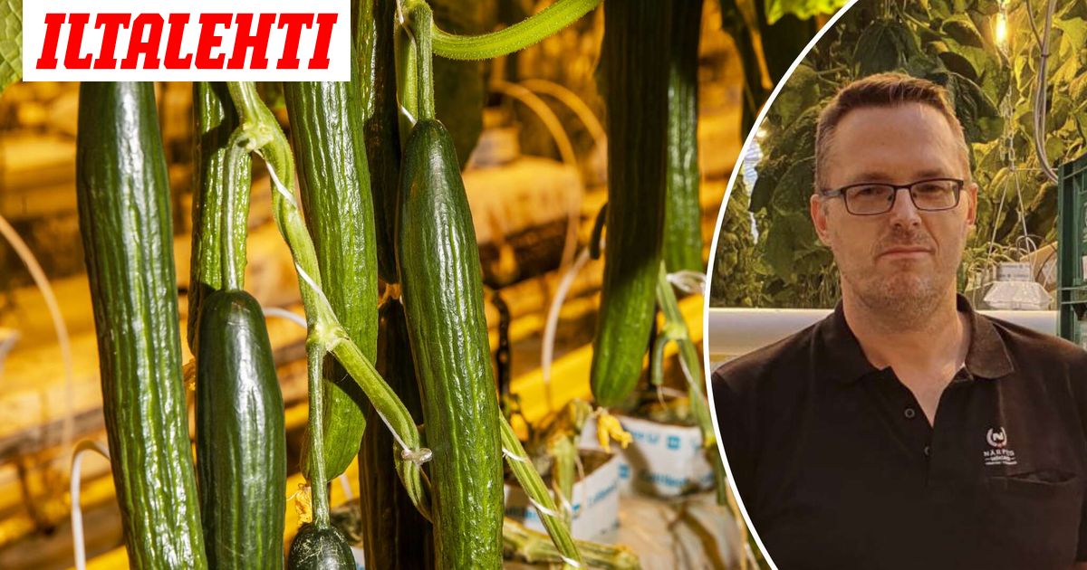 Kurkku loppui: Tämä on tilanne nyt