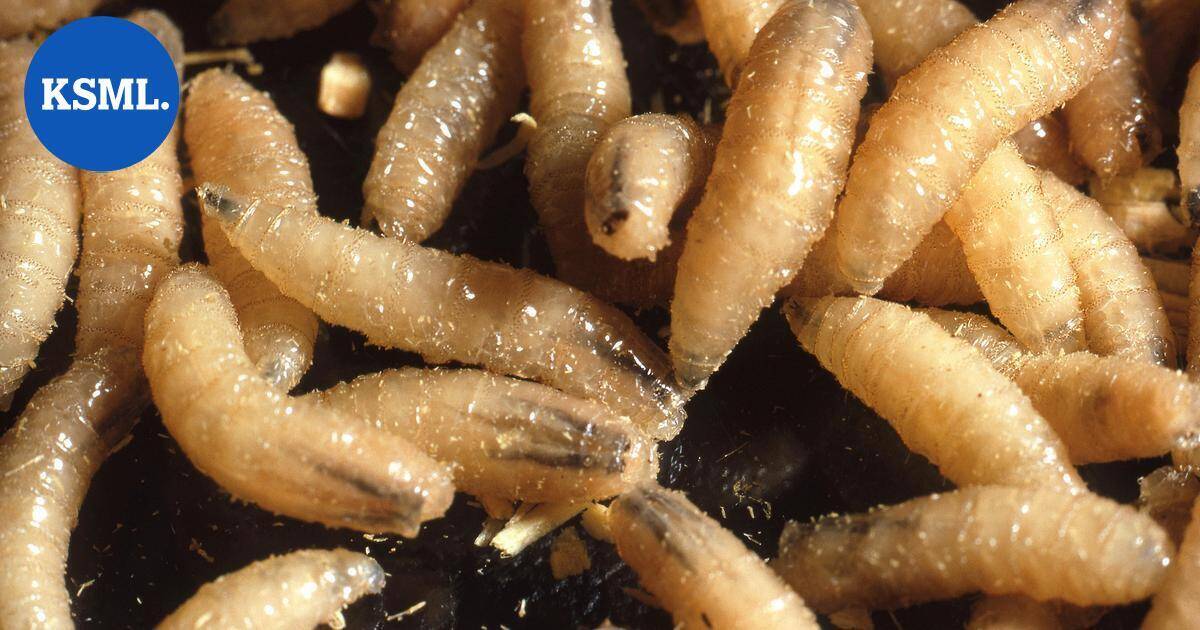 Ihmisestä löydettiin tappava lihansyöjäloinen | Uutissuomalainen