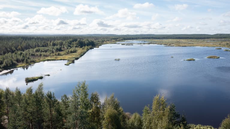 Ilmakuva Linnunsuon kosteikosta.