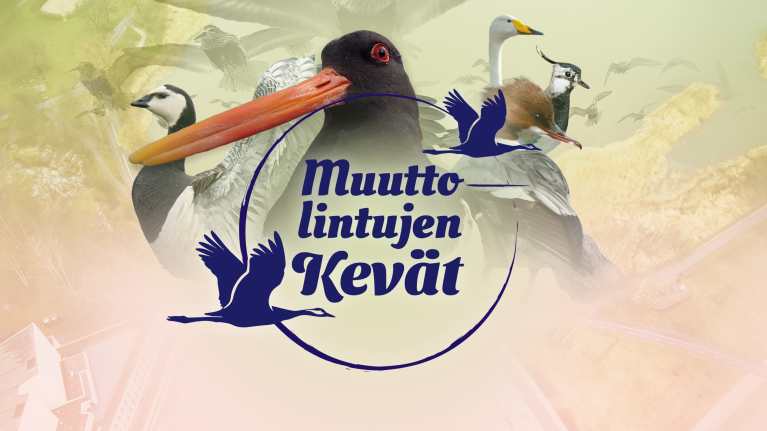 Muuttolintujen kevät ohjelman logo ja lintuja.