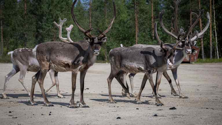 Pieni porotokka katsoo kameraan ihmeissään.