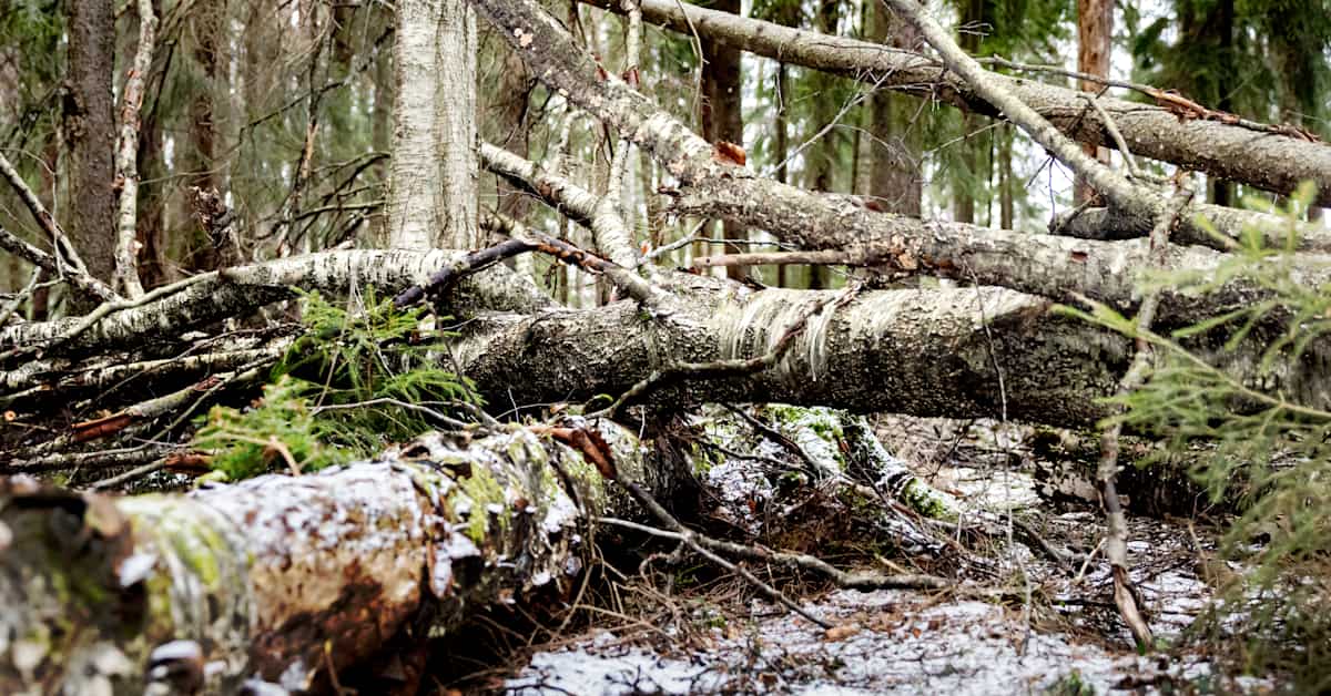 Rakentamisen luontohaittojen hyvitys alkaa viimein – ”Ei kaupungilla ole enää mitään halua vain vetää metsää matalaksi” | Luonto