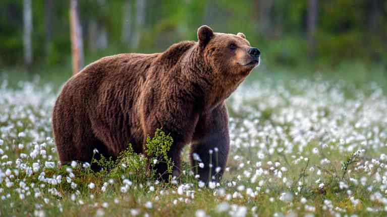 Karhu metsäaukealla.