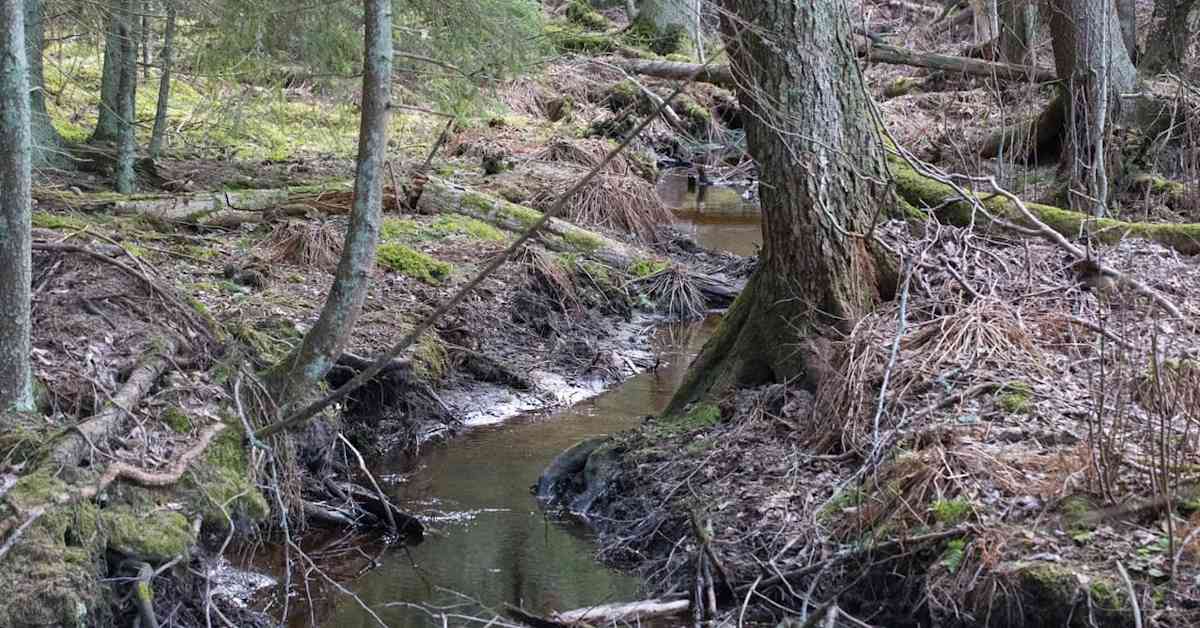 Riihimäellä luonnontilainen lähde jäämässä datakeskuksen alle – luonto-ohjaaja löysi alueelta useita uhanalaisia lajeja | Kanta-Häme