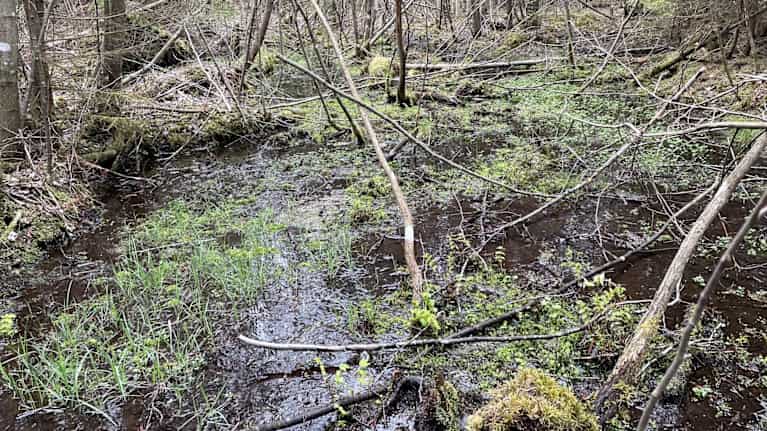 Lähdealue, jossa näkyy vettä tihkupinnassa. Kasveja veden seassa.  