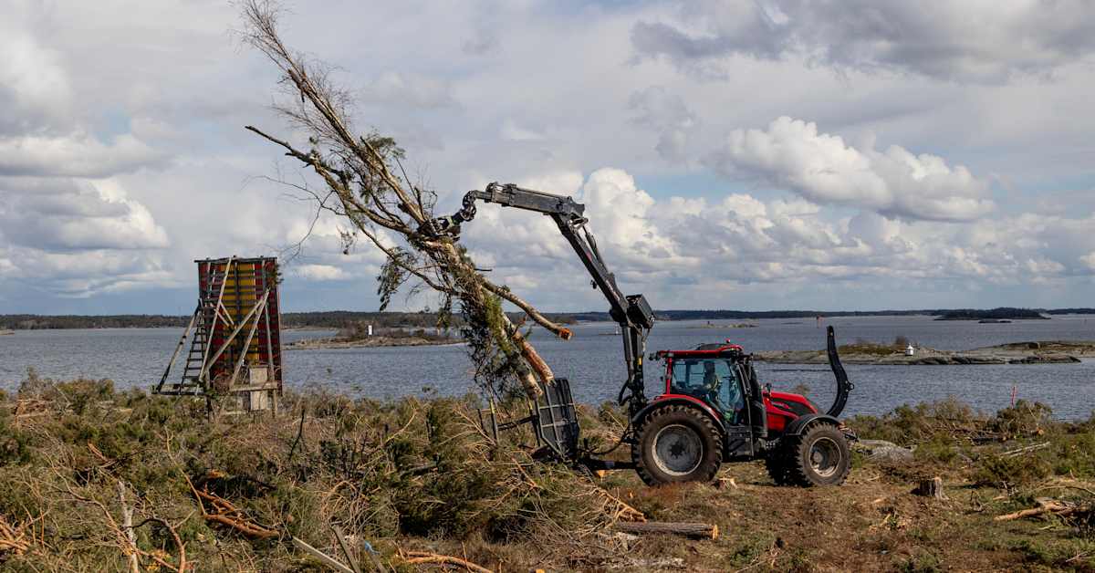 Metsähallitus pisti majakkasaaren puut matalaksi – avohakkuu, josta uhanalainen luonto kiittää | Luonto