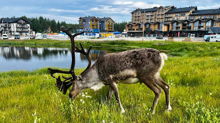 Poro syömässä, taustalla näkyy vettä ja hotelleja.