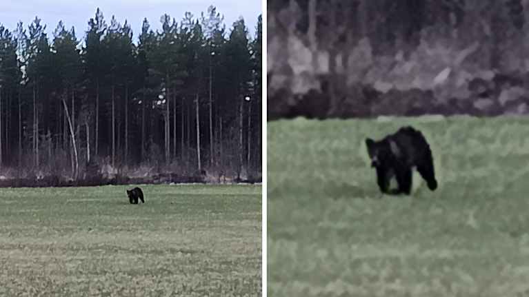 Karhu kulkee avoimella pellolla.