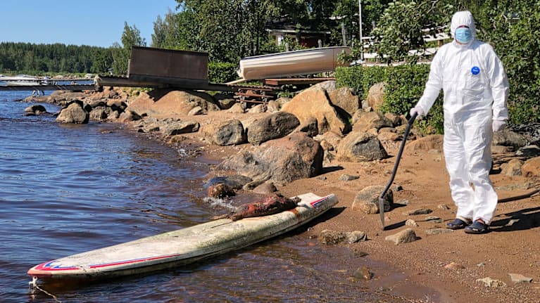 Mies suojapuvussa siivoaa rannalta kuollutta hyljettä surffilaudan avulla.