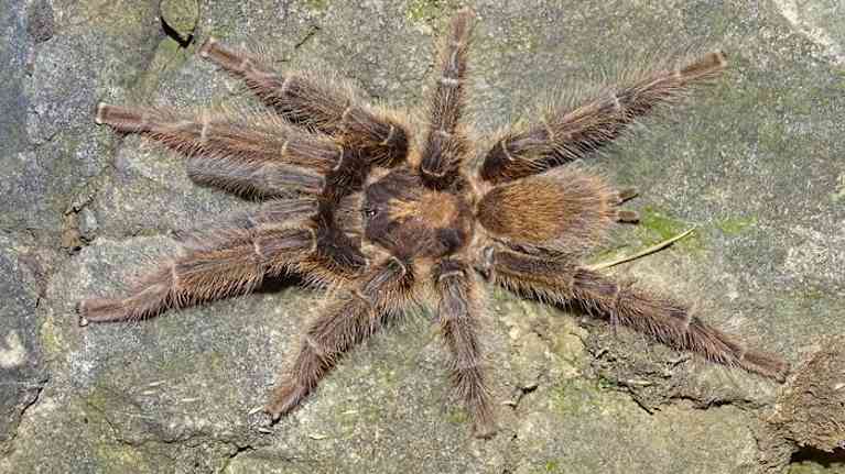 Satyrex speciosus -uros Somalimaasta.
