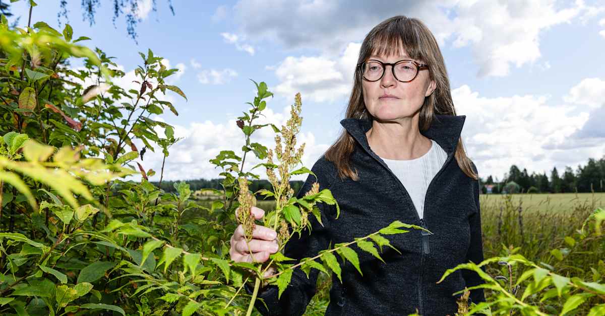 Takavuosien suosikkikasvin kasvattamisesta voi pian saada sakkoa – viitapihlaja-­angervosta tuli laiton | Luonto