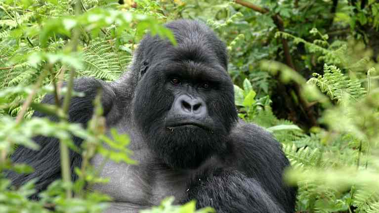 Gorilla saniaiskasvien seassa.