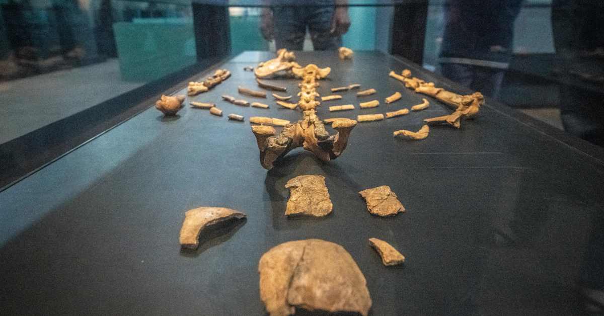 Ihmisen esiäiti Lucy-fossiili nähdään ensimmäistä kertaa Euroopassa | Uutisia lyhyesti