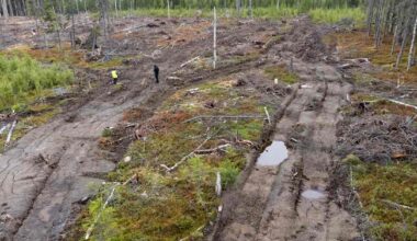 Järjestö: UPM keitti harvinaisesta luonnonmetsästä sellua – jäi kiinni, kun aktivistit seurasivat puukuormaa | Luonto