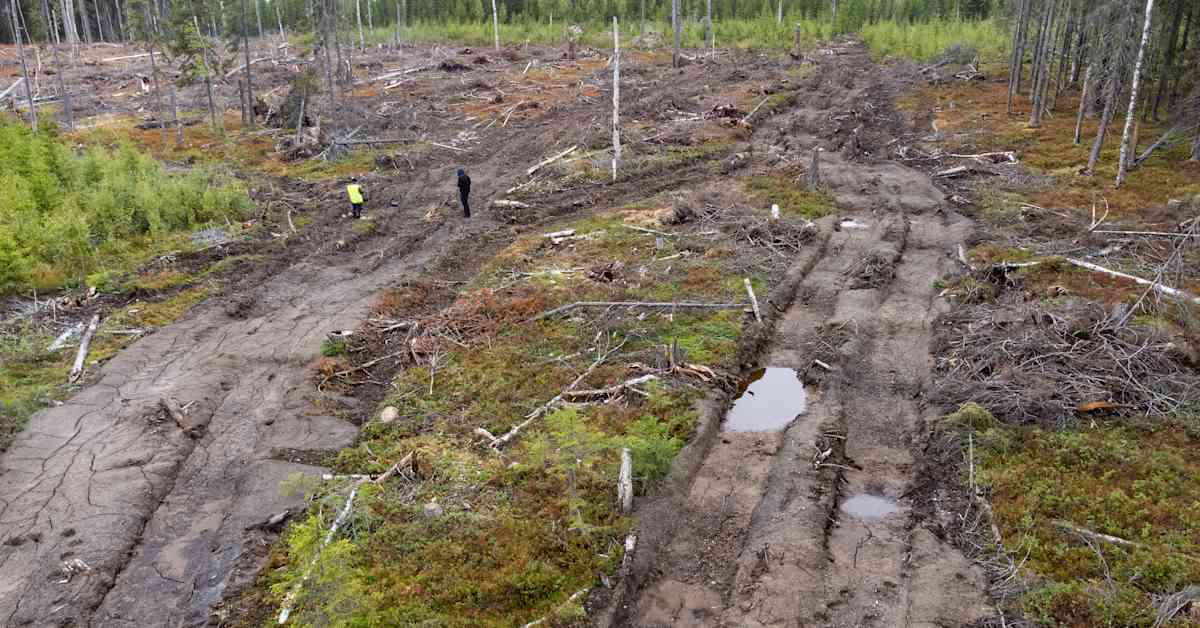 Järjestö: UPM keitti harvinaisesta luonnonmetsästä sellua – jäi kiinni, kun aktivistit seurasivat puukuormaa | Luonto