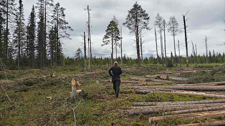 Ihminen kävelee hakkuuakuealla, jossa puunrunkoja maassa.