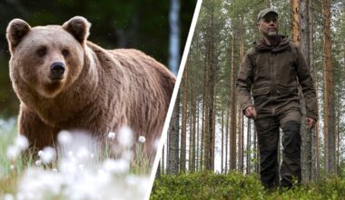 Riistakeskus kouluttaa ihmisiä karhun kohtaamiseen - Yle