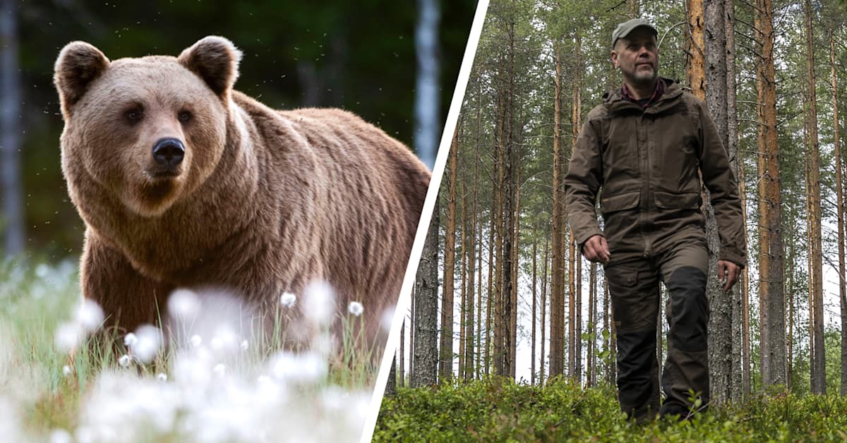 Riistakeskus kouluttaa ihmisiä karhun kohtaamiseen - Yle