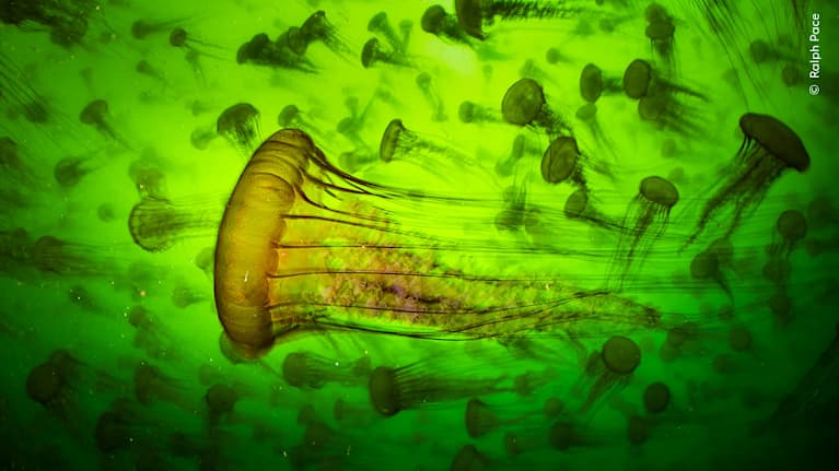 Meduusojen muodostama parvi neon-vihreässä kuvassa.