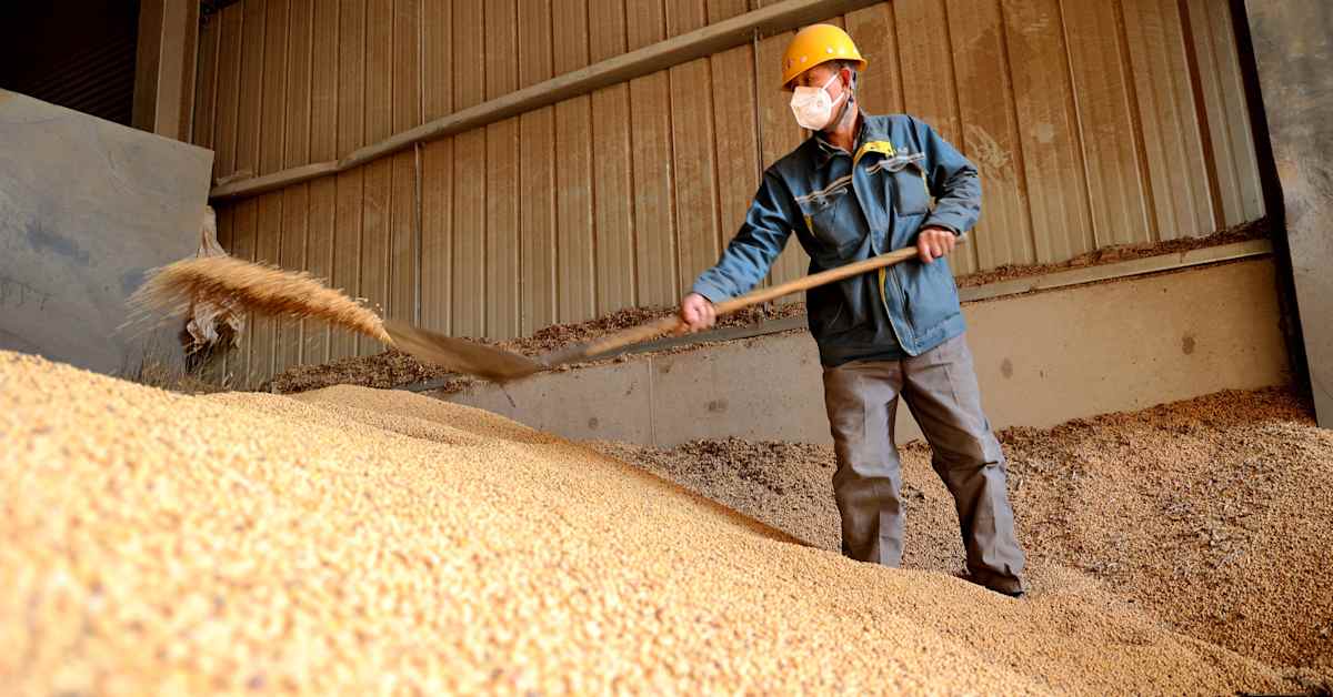 Tullikiista hiljensi soijakaupan – Kiina ostaa pavut Etelä-Amerikasta | Uutisia lyhyesti