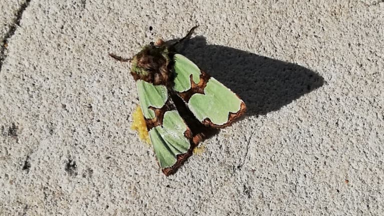 Jaspisyökkönen kuolleena tiellä
