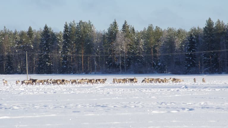 Metsäpeuroja talvilaitumilla Kauhavalla