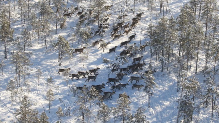 metsäpeuroja lumisessa maastossa