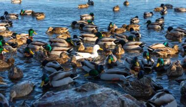 Useat vesilintulajit saivat viimevuotista enemmän poikasia | Uutisia lyhyesti