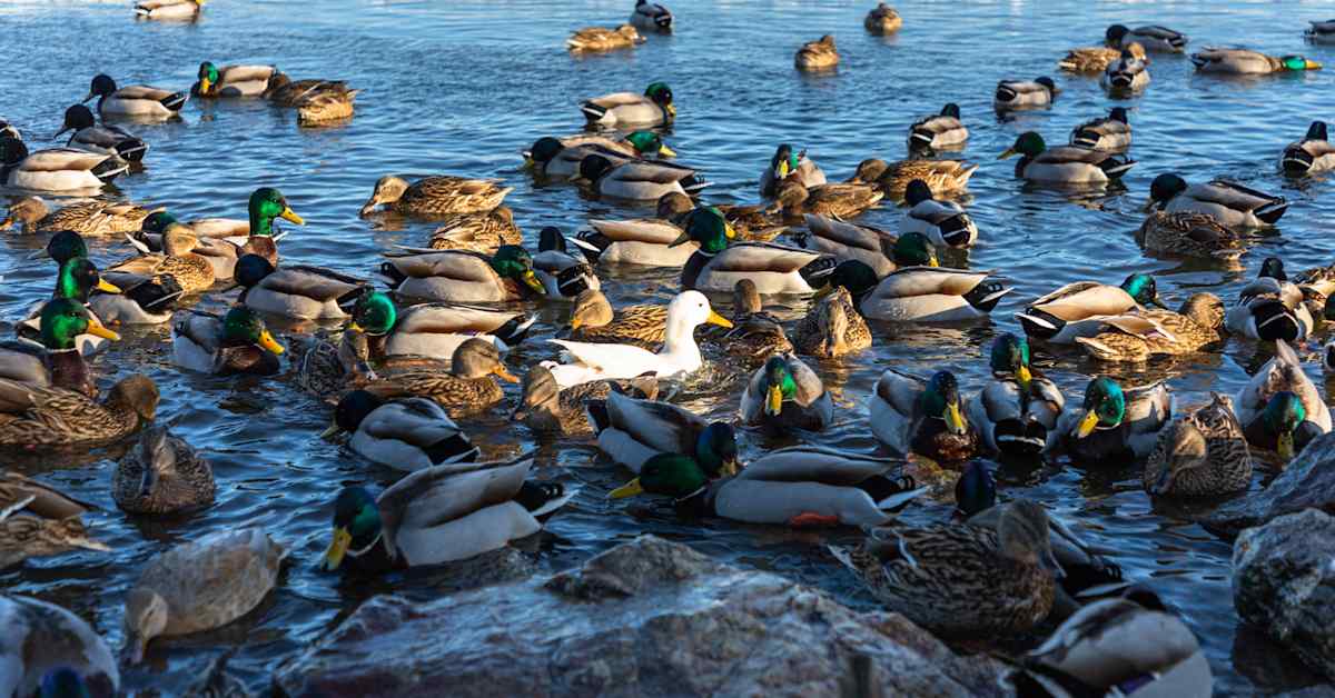 Useat vesilintulajit saivat viimevuotista enemmän poikasia | Uutisia lyhyesti