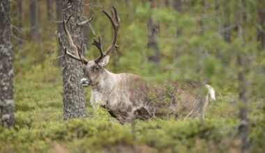 Metsäpeurojen alueelle nousee kymmeniä tuulivoimaloita – Jääkö luonto jalkoihin, kysyy luonnonsuojeluliitto | Kotimaa