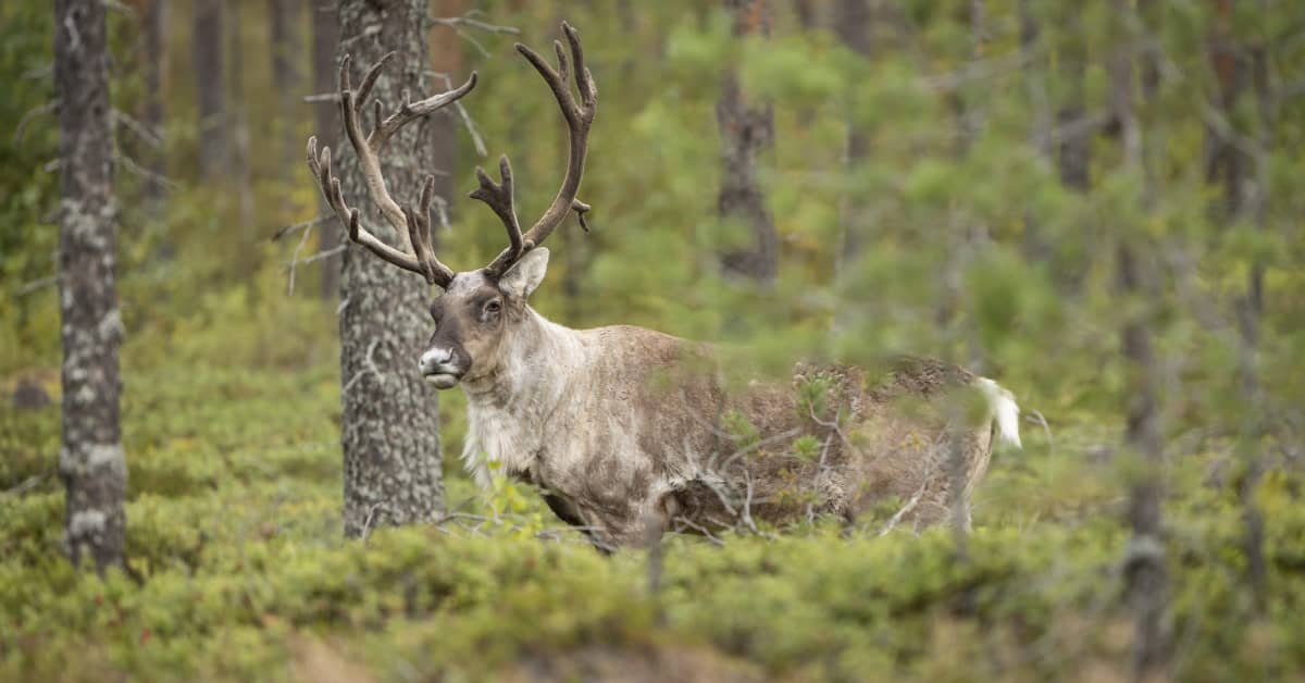 Metsäpeurojen alueelle nousee kymmeniä tuulivoimaloita – Jääkö luonto jalkoihin, kysyy luonnonsuojeluliitto | Kotimaa