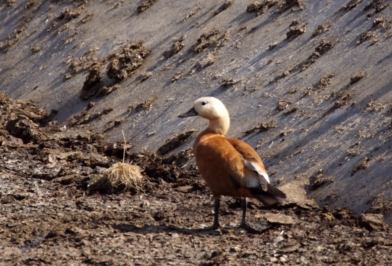 Ruostesorsahavainto tehtiin Sarakylän Kouvanjoella viikonloppuna.