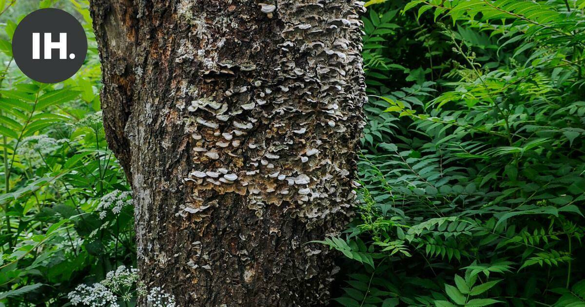 Ympäristö | Viitapihlaja-angervon ja valkopajuangervon siirtymäaika päättyy elokuussa – haitallisten vieraslajien torjunta vaatii pitkäjänteisyyttä | Paikalliset