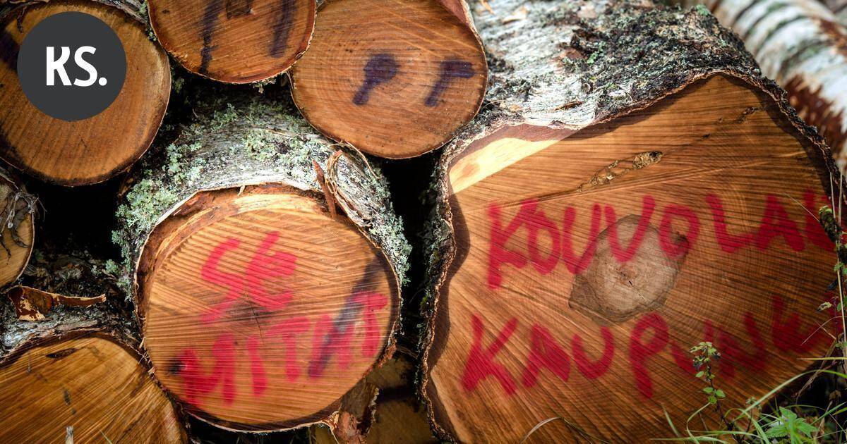 Napakat | Kouvolan kaupungin taajamametsien tuhoamisvimma on todella surullista – Ei mitään ymmärrystä luonto- ja virkistysarvoista | Pääkirjoitus & mielipide