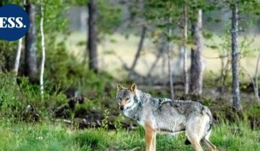 Asikkalan Viitailassa susihavainto – koululaiset saivat varoittavan Wilma-viestin | Päijät-Häme
