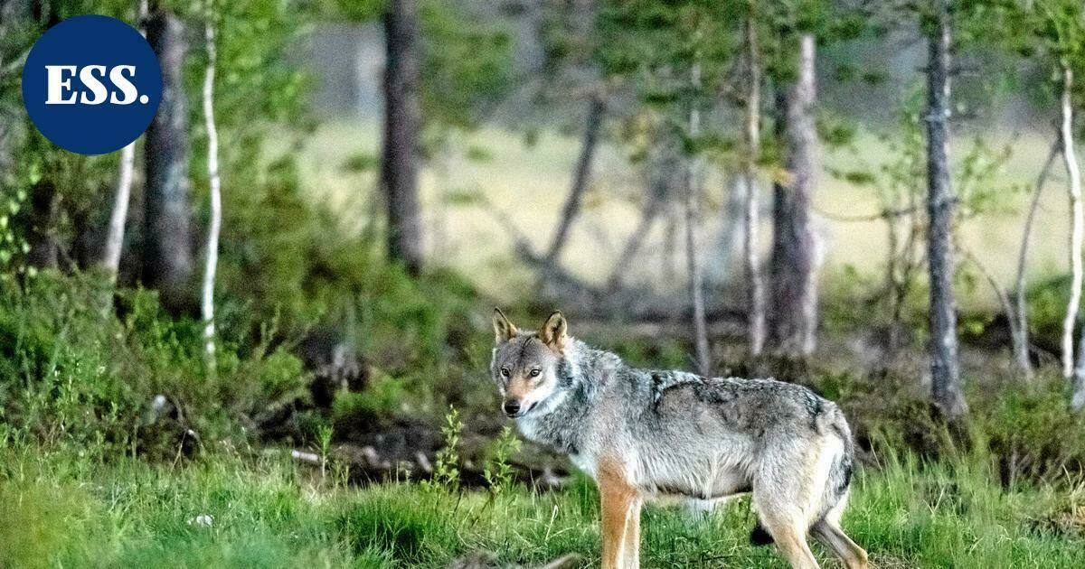 Asikkalan Viitailassa susihavainto – koululaiset saivat varoittavan Wilma-viestin | Päijät-Häme